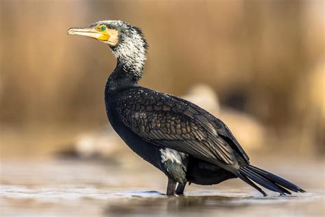 Premium Photo | Great cormorant male in breeding plumage