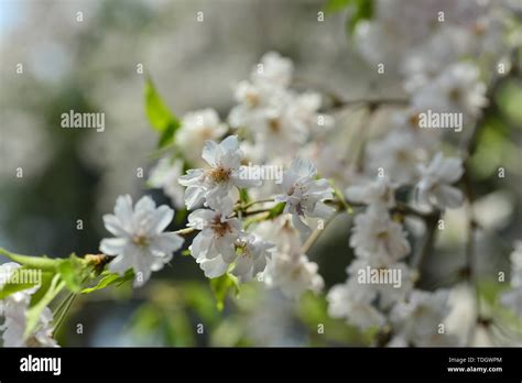 Japanese cherry blossoms Kyushu cherry blossoms Stock Photo - Alamy