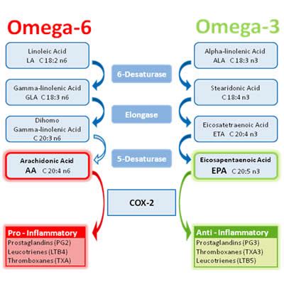 Dr Borys Medycyna Estetyczna: Omega-3 vs omega-6 fatty acids