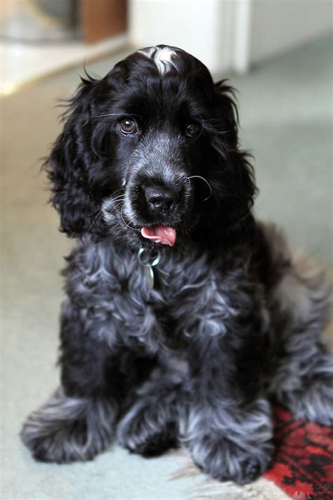 Blue Roan Cocker Spaniel Puppy | Sophie Carr Photography