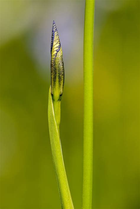 Close-up of a Flower Bud · Free Stock Photo