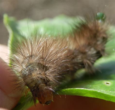 Wildlife on our allotment: Buff Ermine Moth caterpillar