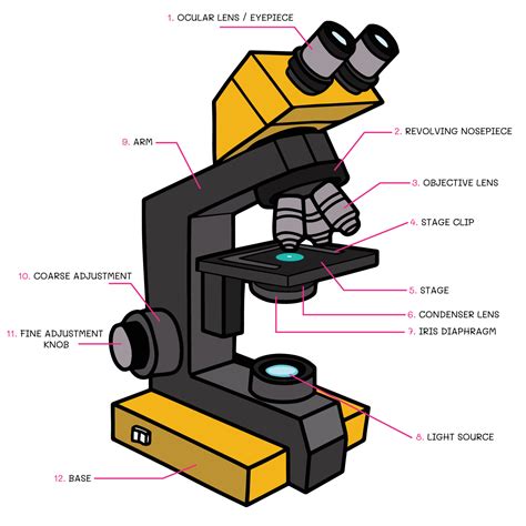 Vector of compound light microscope structure. Fill color on white ...