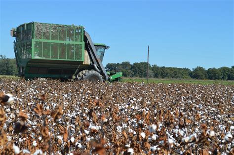 Outstanding cotton harvest could break yield-per-acre record