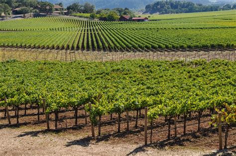 Developing Vineyard Management Technologies to Improve Efficiency ...