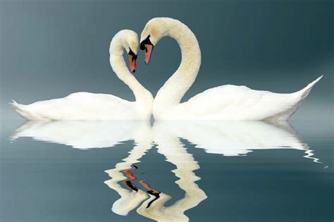 Swan Meaning and Swan Symbolism on Whats-Your-Sign