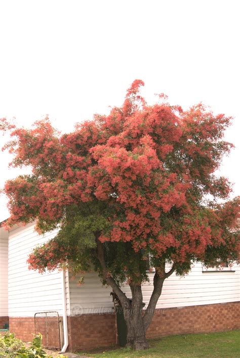 More Native Christmas Trees – Mallee Design