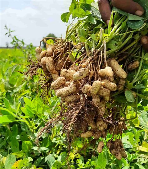 Groundnut Cultivation Cost Per Acre in India: Exploring State-Wise ...