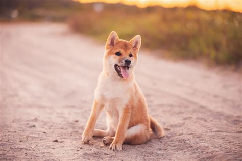 How to Teach a Dog to Sit on Command (Every Time!) - All Doggos