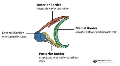 The Axilla Region - Borders - Contents - TeachMeAnatomy