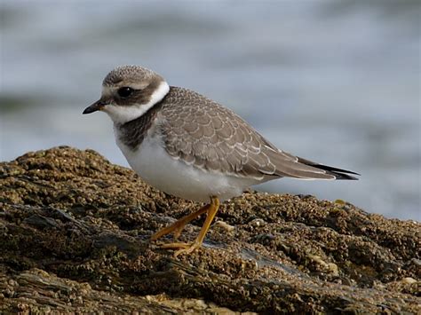 British wading birds: Ringed Plover | Wildlife Insight