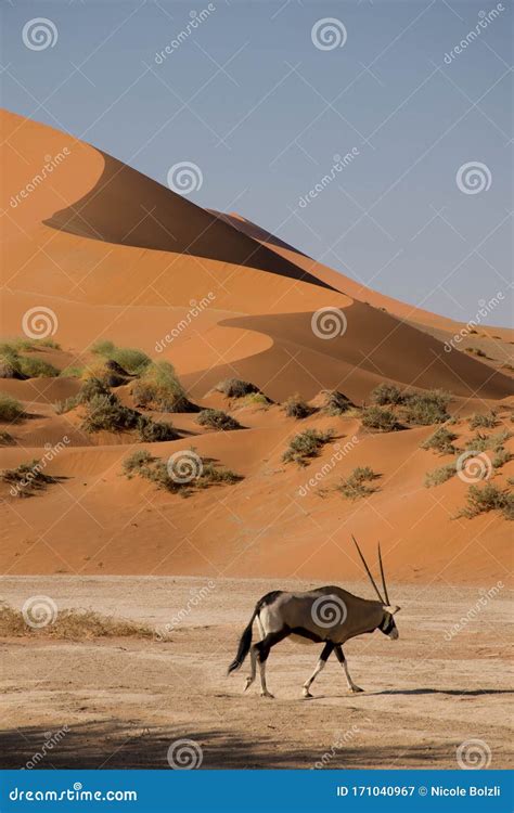 Oryx in Front of a Dune, in the Namib Desert in Namibia Stock Image - Image of kenya, national ...