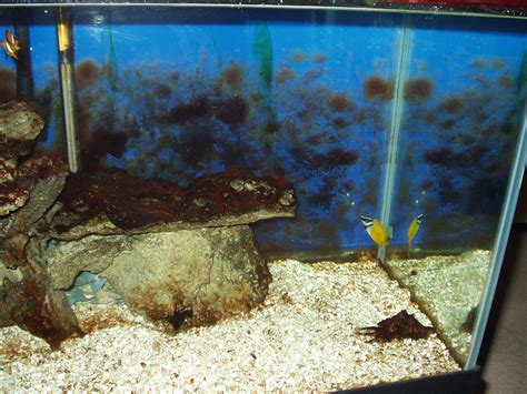 Aquarium Algae Control: How I Got Rid Of Nuisance Algae In My Aquarium ...