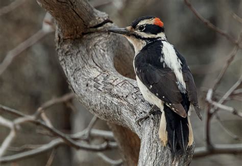 Hairy Woodpecker | San Diego Bird Spot