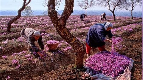 There’s a saffron surge in Kashmir this year, but it’s the spice, not ...