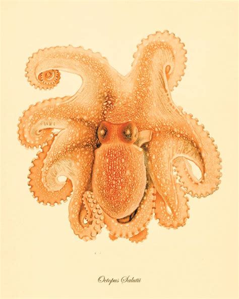 Octopus Art Print Vintage Old Prints Sea Art Print Nautical - Etsy ...