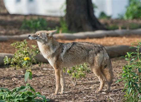 How to Protect Your Pet from Coyotes | PetMD