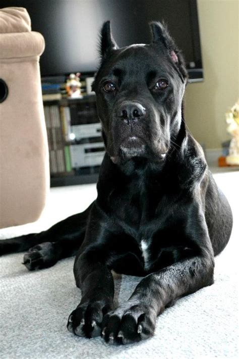 Cane corso mastiff, Cane corso and Italian on Pinterest