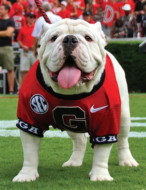 How Many Uga Bulldogs Have There Been