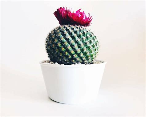 How to Water Cactus for Optimal Growth - Petal Republic