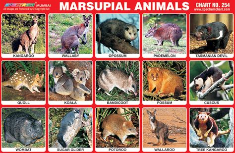 Spectrum Educational Charts: Chart 254 - Marsupial Animals