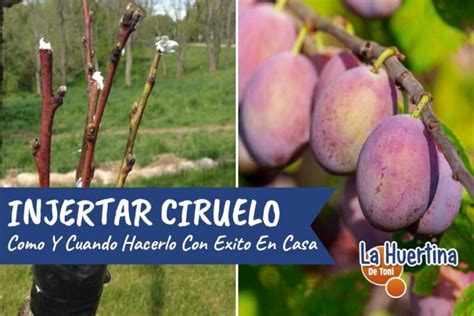 How and when to graft a plum tree to the orchard - Global Gardening Secrets