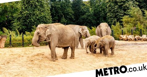 Keeping elephants in UK zoos or safari parks to be banned : r/ukpolitics