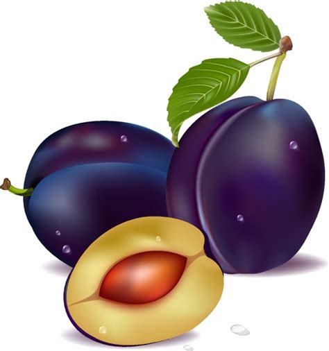 Plum and leaves Vectors graphic art designs in editable .ai .eps .svg format free and easy ...