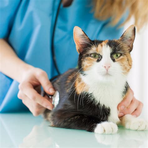 The 7 Most Common Viruses and Diseases in Cats - PetWellClinic