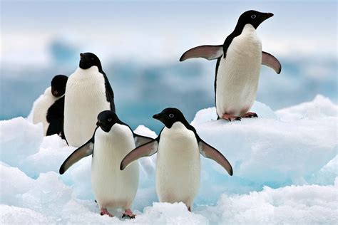 Adelie Penguin Pictures