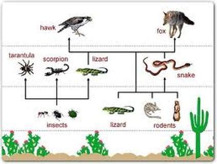 Food web - Desert biome project