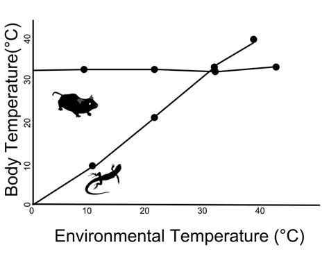 Endotherm Animals: Definition, Characteristics And Examples