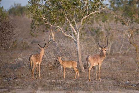 World’s rarest antelope, the hirola, flourishes under community ...