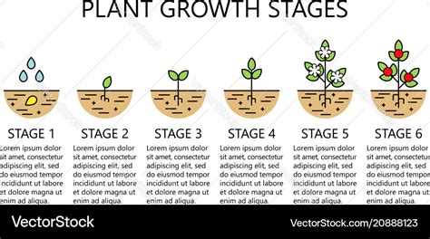 Stages Of Plant Growth Diagram