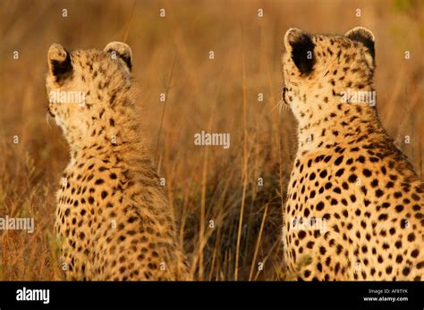 Cheetah ears hi-res stock photography and images - Alamy