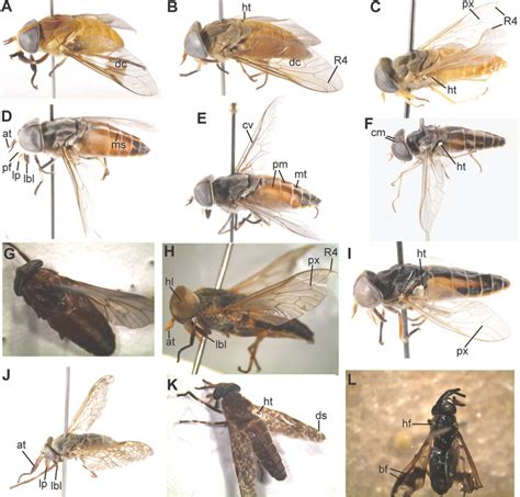 Whole tabanid flies. AAncala fasciata, discal cell (dc) BTabanus... | Download Scientific Diagram