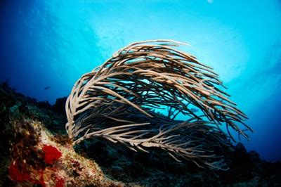 Belize Barrier Reef | The Belize Barrier Reef Reserve System