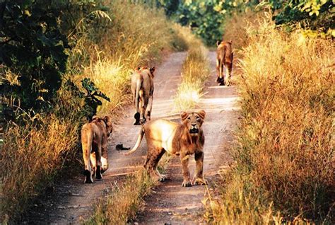 √ National Parks And Wildlife Sanctuaries Of Gujarat