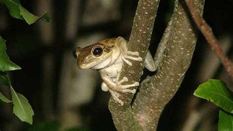 Cuban tree frog: Invasive species takes over resident’s yard