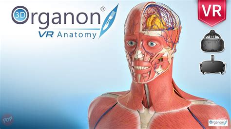 3D Organon VR Anatomy. the world’s first fully-featured Virtual Reality anatomy atlas - YouTube