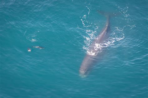 Whale Watching Flights | Air Kaikoura Aero Club