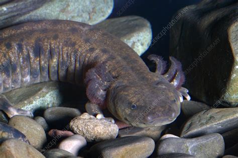 Mudpuppy - Stock Image - C003/7995 - Science Photo Library