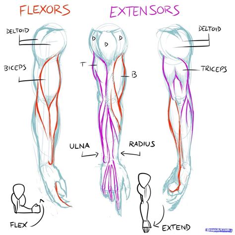 Pin by Kevin Miñan on Medidas del cuerpo | How to draw muscles, Arm drawing, Anatomy reference