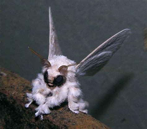 polilla caniche | Poodle moth, Venezuelan poodle moth, Moth