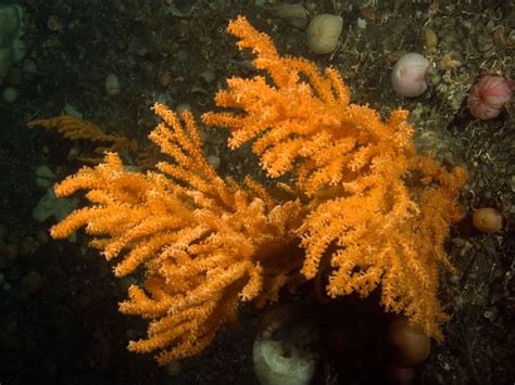 Soft Corals - Alcyonacea