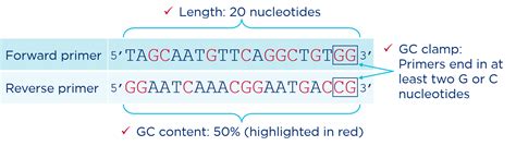 How To Develop Pcr Primers - Gearboot7