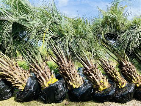 Pindo Palm | Iguana Palms | Wholesale Cold Hardy Palms