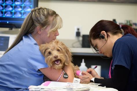 VCA CALIFORNIA VETERINARY SPECIALISTS-MURRIETA - Updated May 2024 - 151 Photos & 536 Reviews ...