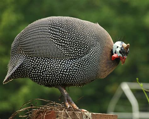 Guinea Hen | Feathers are the theme this week at Feathery Fr… | Flickr