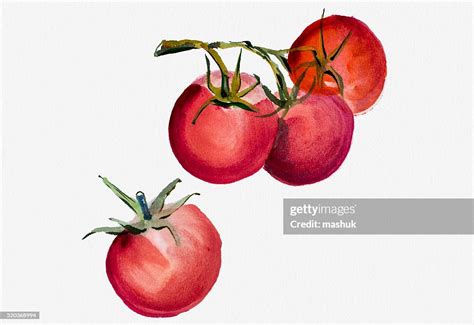 Tomatoes Watercolor Painting High-Res Vector Graphic - Getty Images